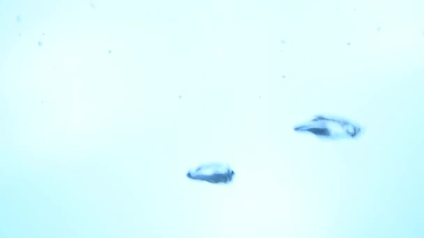 极端接近抽象背景的空气气泡出现在白色背景蓝色光 低角度侧面视图 慢动作 — 图库视频影像