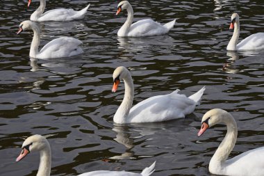 Birkaç güzel beyaz kuğu yüzmek, kayan nokta ve su dalgalar ve dalgalanmalar, yüksek açılı görünüş ile satır grubu kapat