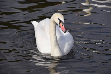 Su dalgalar ve dalgalanmalar, yüksek açı açık görünümü ile bir güzel beyaz kuğu portresi kapatın