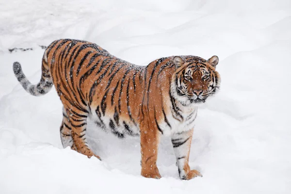 1人の若い女性アムール シベリア 虎の新鮮な白い雪の晴れた冬の日に立って カメラを見て フル長さの高角度側のビュー — ストック写真