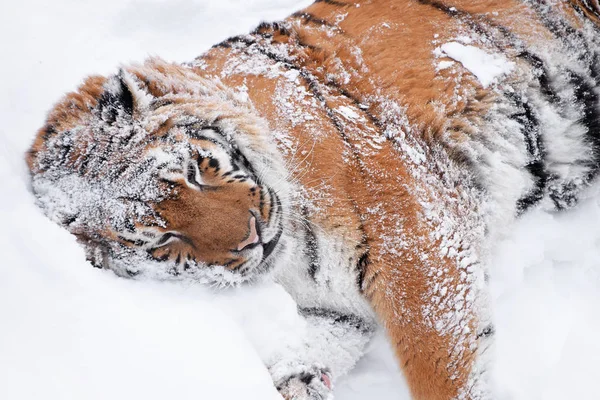 Cerca Una Joven Hembra Amur Siberiano Tigre Jugando Rodando Nieve — Foto de Stock