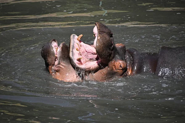 Couple Hippos Swim Play Water — Stock Photo, Image