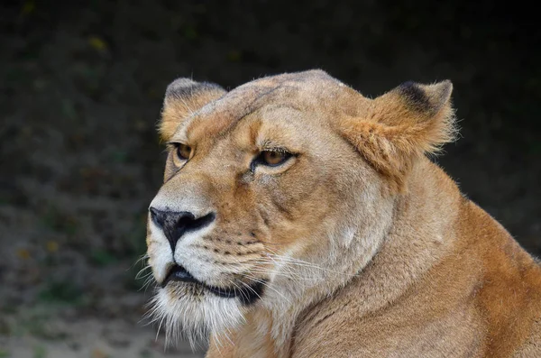 Close Side Portrait Leoa Africana Feminina — Fotografia de Stock