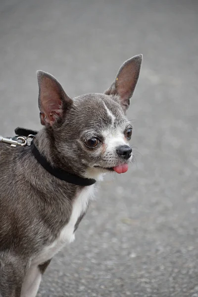 Portret Van Een Schattig Grijs Chihuahua Hondje Aangelijnd Ademhaling Met — Stockfoto