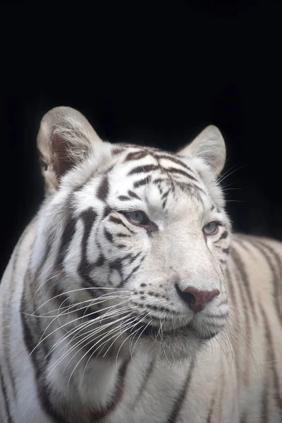 Nahaufnahme Vorderporträt Eines Weißen Tigers Der Auf Schwarzem Hintergrund Die — Stockfoto