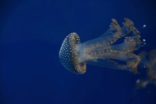 关闭一只水母在水中游泳光在深蓝色背景下 低角度视图 — 图库照片