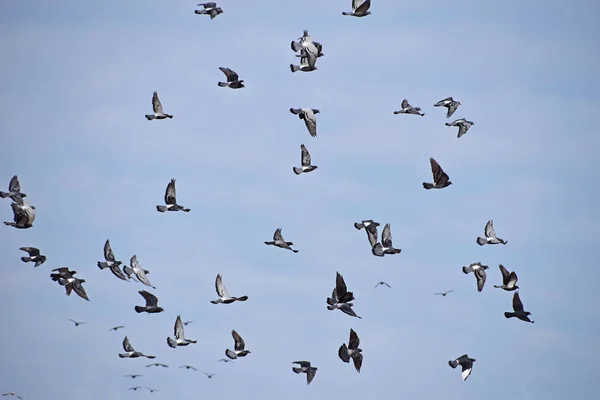 Grande Rebanho Muitos Pombos Voando Alto Pairando Céu Azul Claro — Fotografia de Stock