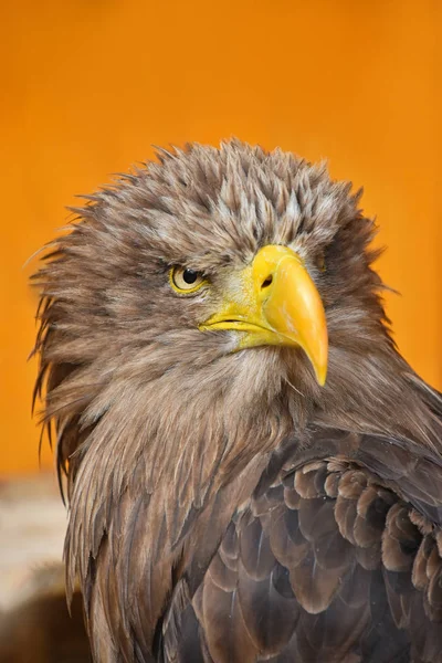 Close Front Portrait One White Tailed Sea Eagle Haliaeetus Albicilla — Stock Photo, Image