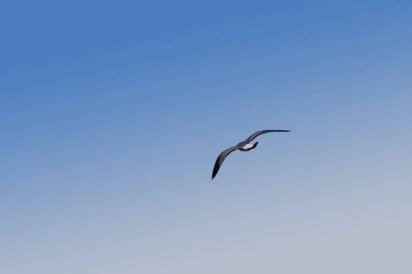 Közel Egy Sirály Repül Magasan Lebeg Tiszta Kék Alacsony Szög — Stock Fotó