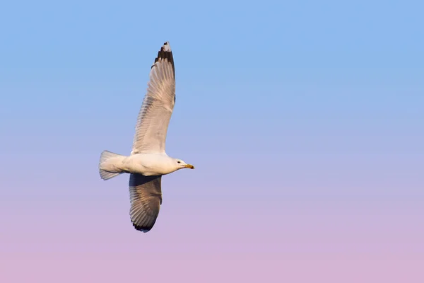 Close One Sea Gull Flying High Hovering Clear Sunset Sky — Stock Photo, Image
