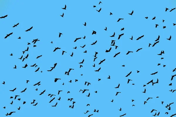 Silhouettes of big flock of many pigeon birds flying high and hovering in clear blue sky, low angle view