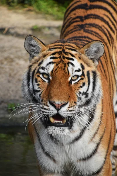 Cerca Retrato Frontal Joven Tigre Siberiano Tigre Amur Panthera Tigris — Foto de Stock