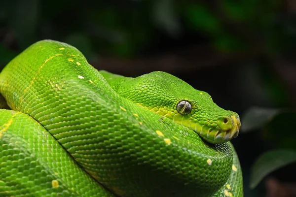 Close Side Profile Portrait Beautiful Green Tree Python Morelia Viridis — Stock Photo, Image