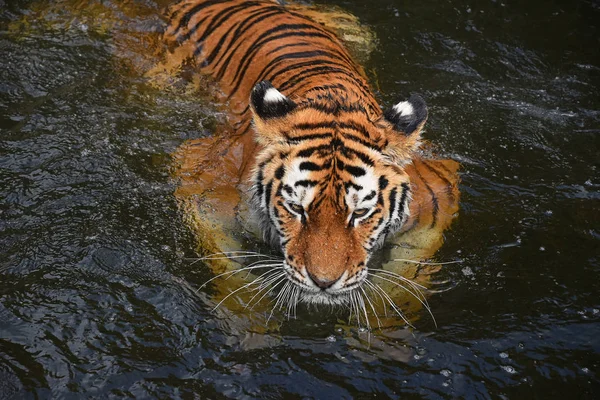 Tigre Amur Siberiano Nadando Agua — Foto de Stock