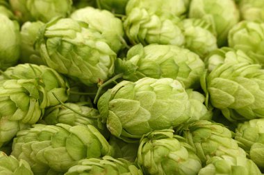 Taze yeşil zıpzıp, bira veya bitkisel ilaç için malzeme, yüksek açı görünümü, tam çerçeve çerçeve arka plan deseni kapatın