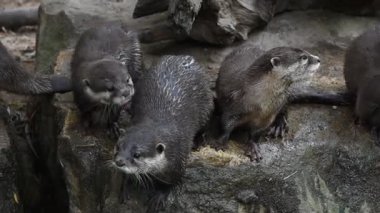 Çalışan ve çığlık, birkaç küçük nehir su samuru görünümünü yakın seyir ve kamera ve uzak, Hayvanat Bahçesi muhafaza, yüksek açılı görünüş