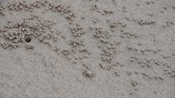 Close One Small Tropical Sand Bubbler Crab Scopimera Globosa Making — Stock Video