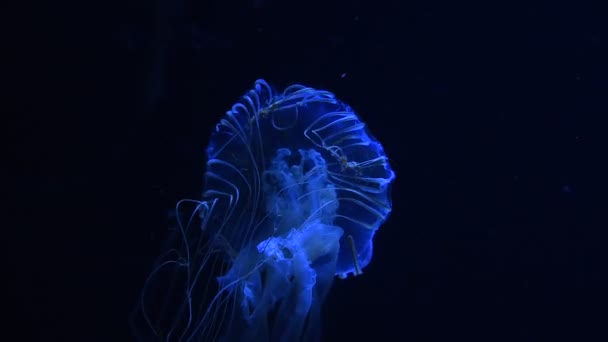 关闭一只水母在水族馆的水中游泳在黑暗的背景下 低角度视图 — 图库视频影像