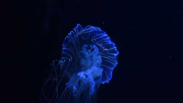 Close One Jellyfish Swimming Aquarium Water Blue Light Dark