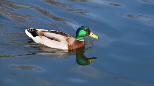 Cinemagraph Close One Male Mallard Duck Swimming Blue Rippled Water — Video Stock