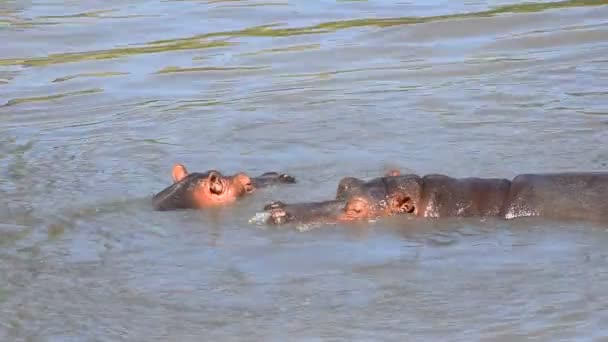 Nilpferd Nilpferd Paar Zwei Wasser Fluss Schwimmen Spielen Maul Offen — Stockvideo