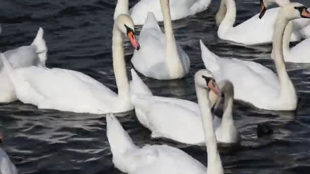 いくつかの美しい白鳥の泳ぐ フロートと水の波 リップル 低角度のビューの行のグループを閉じる — ストック動画