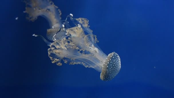 Primer Grupo Medusas Medusas Nadando Agua Del Acuario Luz Azul — Vídeos de Stock