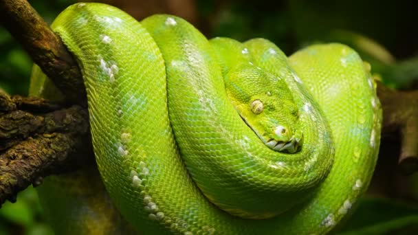 Cinemagraph Close Side Profile Portrait Beautiful Green Tree Python Morelia — Stock Video