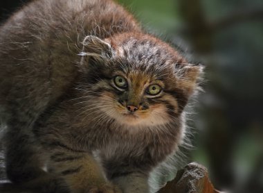 Kameraya bakan sevimli bir Manul kedi yavrusu (Pallas 'ın kedisi veya Otocolobus manul) portresi, düşük açılı görünüm