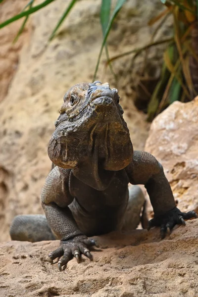 Close Front Portrait Male Rhinoceros Iguana Cyclura Cornuta Resting Rocks — Stock Photo, Image