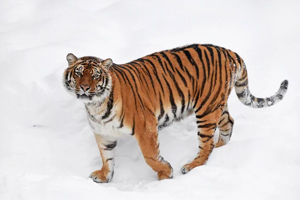 1人の若い女性アムール シベリア 虎の新鮮な白い雪の晴れた冬の日に立って カメラを見て フル長さの高角度側のビュー — ストック写真