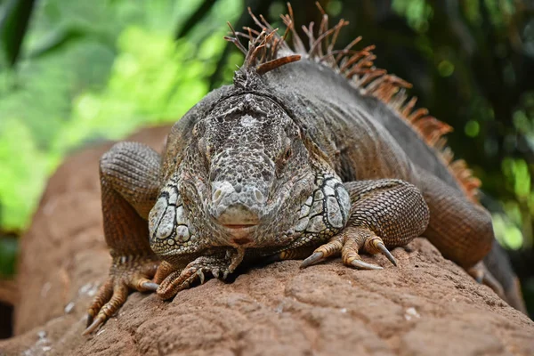 Close Front Portrait Green American Iguana Male Resting Rocks Looking — Stock Photo, Image