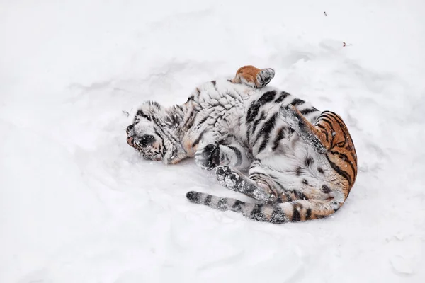 Una Joven Hembra Amur Siberiana Tigre Jugando Rodando Nieve Blanca — Foto de Stock