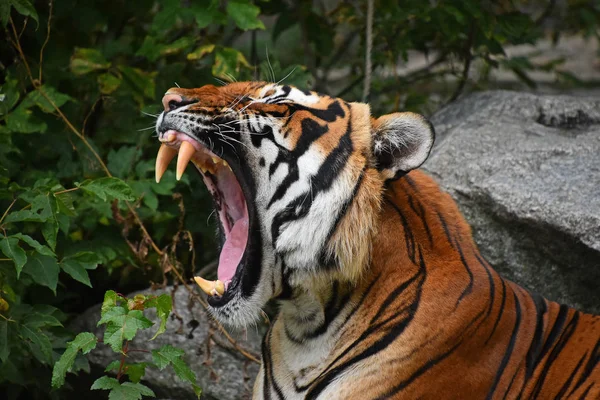 一只印度支那虎的近景肖像 打呵欠或咆哮 张大嘴 露出牙齿 视角低 — 图库照片