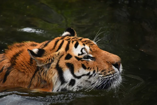 Tigre Amur Siberiano Nadando Agua — Foto de Stock