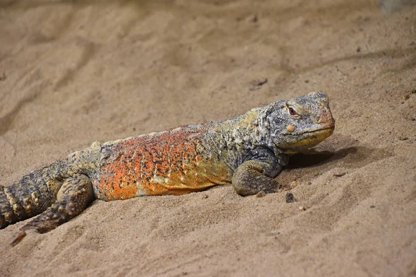 Close Profile Portrait Chinese Crocodile Lizard Shinisaurus Crocodilurus Sand Looking — Stock Photo, Image