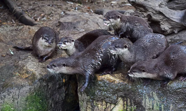 Close Portrait Several Small River Otters Screaming Some Looking Away — Stock Photo, Image