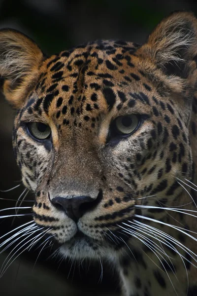 Twarzą Twarz Portret Perskiego Lamparta Panthera Pardus Saxicolor Patrzącego Kamerę — Zdjęcie stockowe