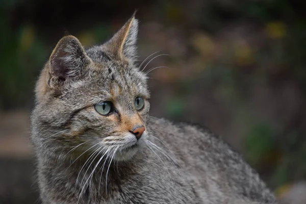 欧洲野猫侧面剖面肖像关闭 — 图库照片