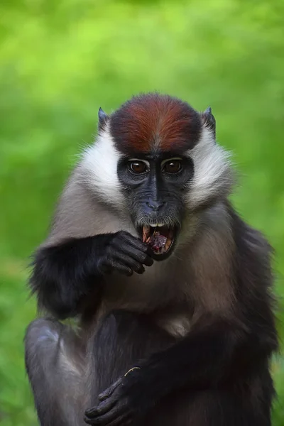 Primer Retrato Frontal Mangabey Cuello Blanco Cercocebus Torquatus Mangabey Tapa — Foto de Stock