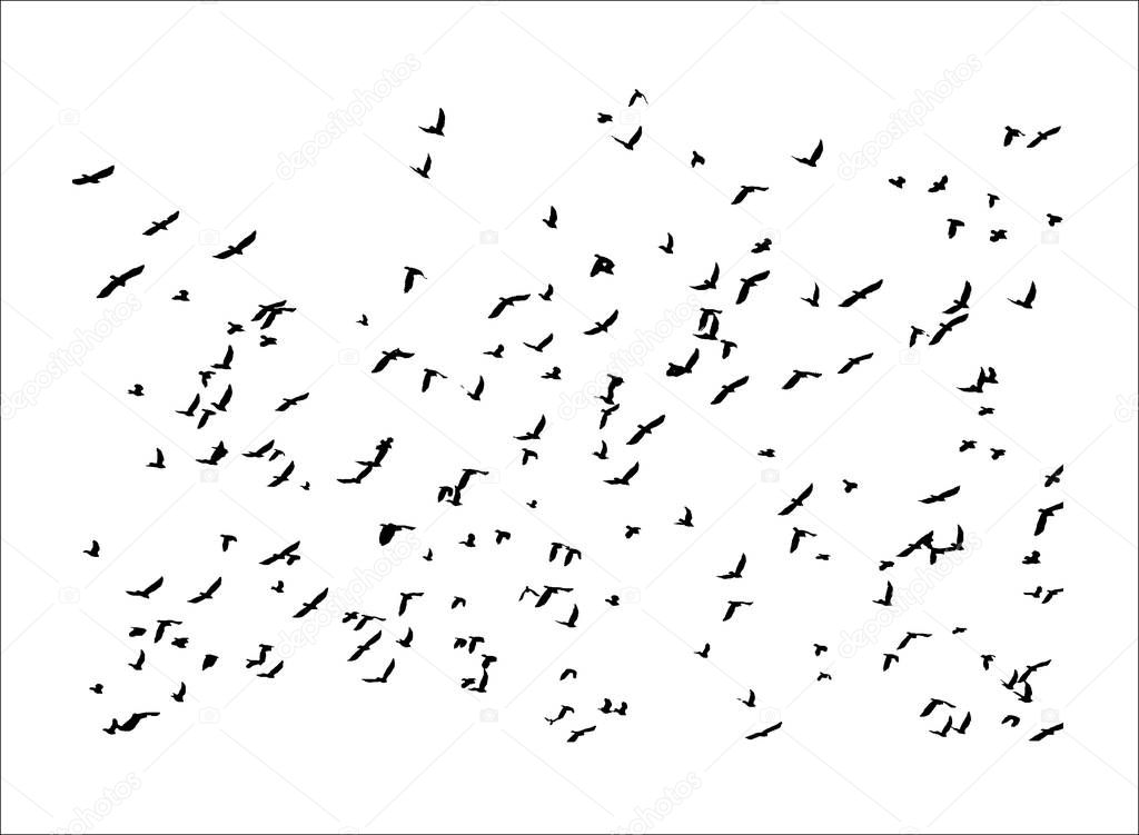 Vector illustration pattern of many black bird silhouettes flying in sky spreading wings, isolated o white background