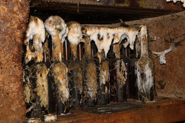 Geleneksel Tokaj Şarap Kadehleri Şarap Mahzeninde Yaşlanmış Kalıplarla Kaplı — Stok fotoğraf