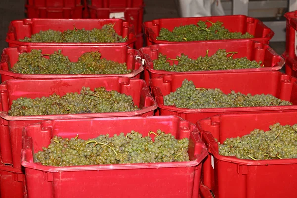 ワイナリーの工場倉庫やワイン製造ワークショップで赤いプラスチック製の箱に白いブドウの熟した束の作物 — ストック写真