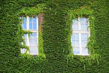 Ivy ile mantled duvar eski ev Windows