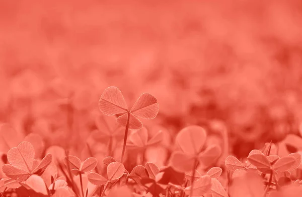 Coral rosa tonificado hojas de trébol de primavera en la hierba — Foto de Stock