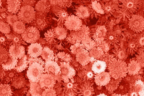 Κοράλλια ροζ τονισμένο φόντο των κεφαλών Άστερ λουλουδιών — Φωτογραφία Αρχείου