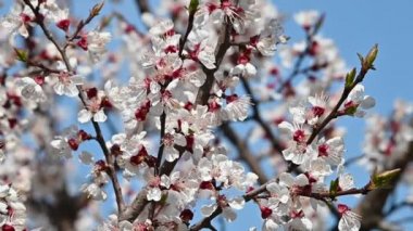 Kayısı ağacı çiçeğinin açık mavi gökyüzü, düşük açı görünümü, yavaş çekim üzerine yakın şubesi