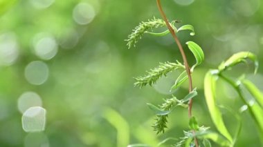Bokeh, düşük açı görünümü ile deffocused yeşil arka plan üzerinde yaprakları ve catkins ile Çin söğüt ağacının taze bahar dalları kapatın
