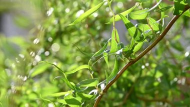 Bokeh, düşük açı görünümü ile deffocused yeşil arka plan üzerinde yaprakları ve catkins ile Çin söğüt ağacının taze bahar dalları kapatın