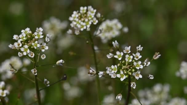 Extreme Close Witte Capsella Bloemen Groen Gras Achtergrond Hoge Hoek — Stockvideo